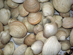 clam almeja protothaca tac