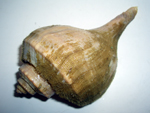 conch meat