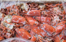 lobster bodies heads
