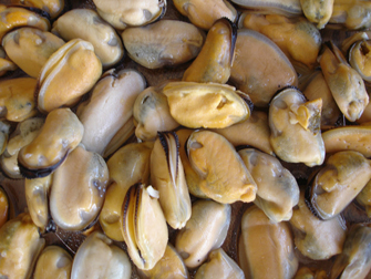 mussel meats