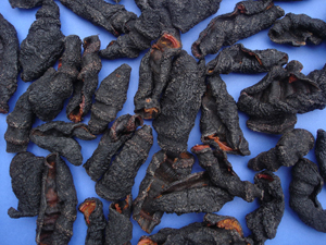 sea cucumber skins, cucumaria frondosa red coral