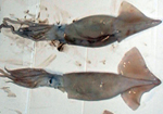 squid loligo illex california giant