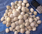 baby clams almeja juliana tawera gayi