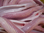 dogfish backs flaps spiney picked