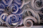 hagfish slime eel