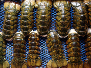 Lobster Tails