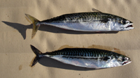 mackerel wanted