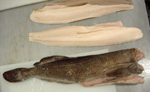 sable fish black cod