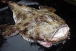 whole monkfish fillets tails