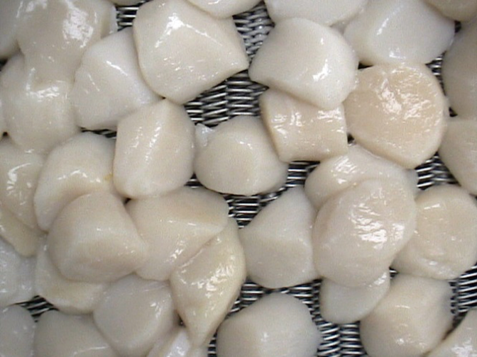 Scallops